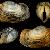 Panopea glycimeris