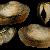 Panopea glycimeris