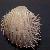 Acanthocardia aculeata