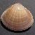 Mactra stultorum