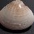 Mactra stultorum