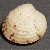 Venus verrucosa
