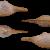 Cuspidaria rostrata