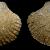 Verticordia trapezoidea