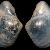 Cuspidaria abbreviata