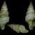 Microdrilliola loprestiana