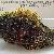 Cymathium parthenopeum parthenopeum