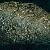 Mytilus galloprovincialis