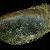 Modiolus barbatus