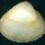 Mactra stultorum