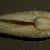 Barnea candida