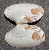 Paphia lucens