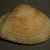 Thracia convexa