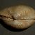 Thracia convexa