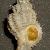 Coralliophila squamosa
