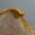Aplysia fasciata