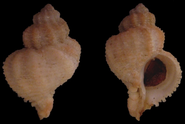 Coralliophila trigoi