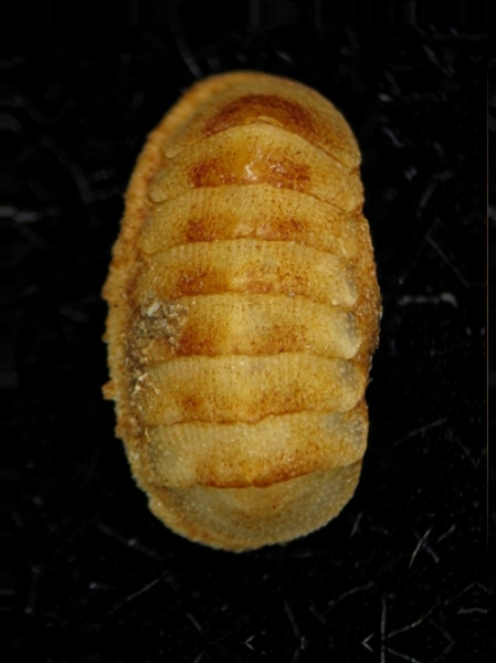 Lepidopleurus (Leptochiton) scabridus