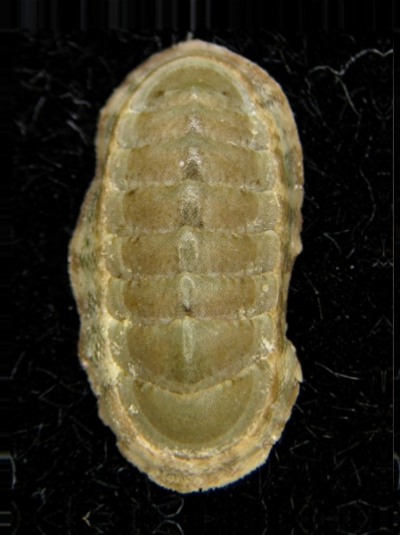 Chiton (Rhyssoplax) phaseolinus