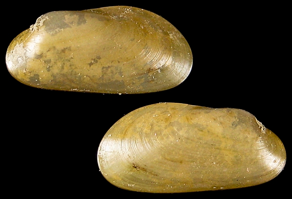 Idas cylindricus