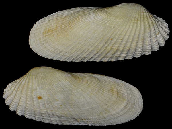 Petricola pholadiformis