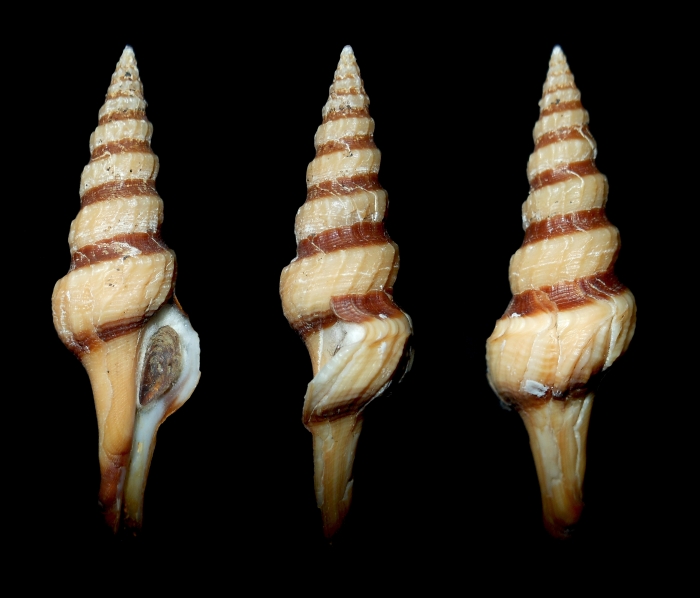 Fusiturris similis