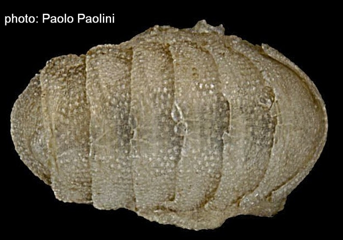 Lepidopleurus (Leptochiton) pepezamorai
