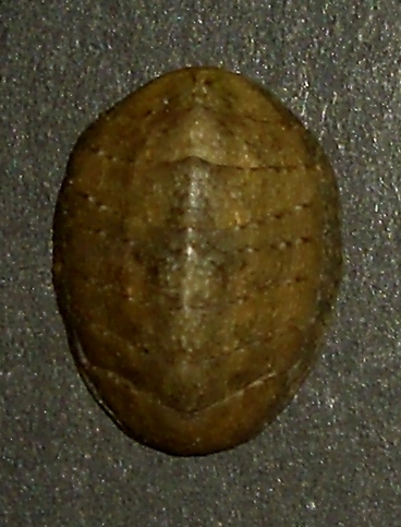 Lepidochitona (L.) cinerea