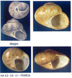 Gibbula vimontiae