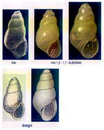 Brachystomia lorellae