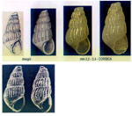 Parthenina interstincta