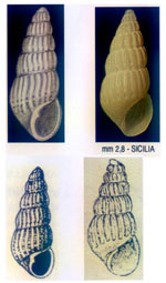 Parthenina monozona