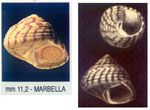 Gibbula pennanti