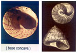 Gibbula rarilineata