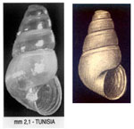 Liostomia afzelii