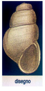 Liostomia hansgei