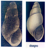 Ondina neocrystallina