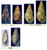 Ondina warreni