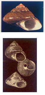 Gibbula umbilicaris