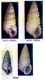 Oscilla jocosa