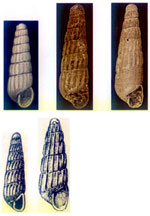 Turbonilla fulgidula