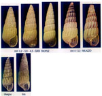 Turbonilla gradata