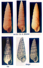 Turbonilla internodula