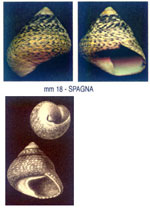Phorcus lineatus