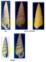 Turbonilla pseudogradata