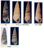 Turbonilla pusilla