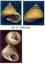 Phorcus mutabilis