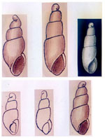 Ebala eulimoides