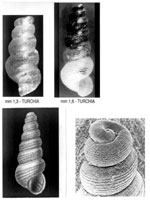 Murchisonella columna