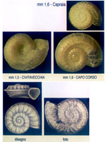 Orbitestella dariae